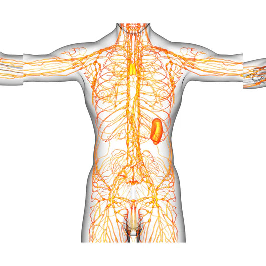 How Saunas Benefit Your Lymphatic System: A Comprehensive Guide