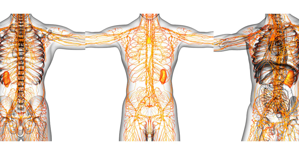 How Saunas Benefit Your Lymphatic System: A Comprehensive Guide