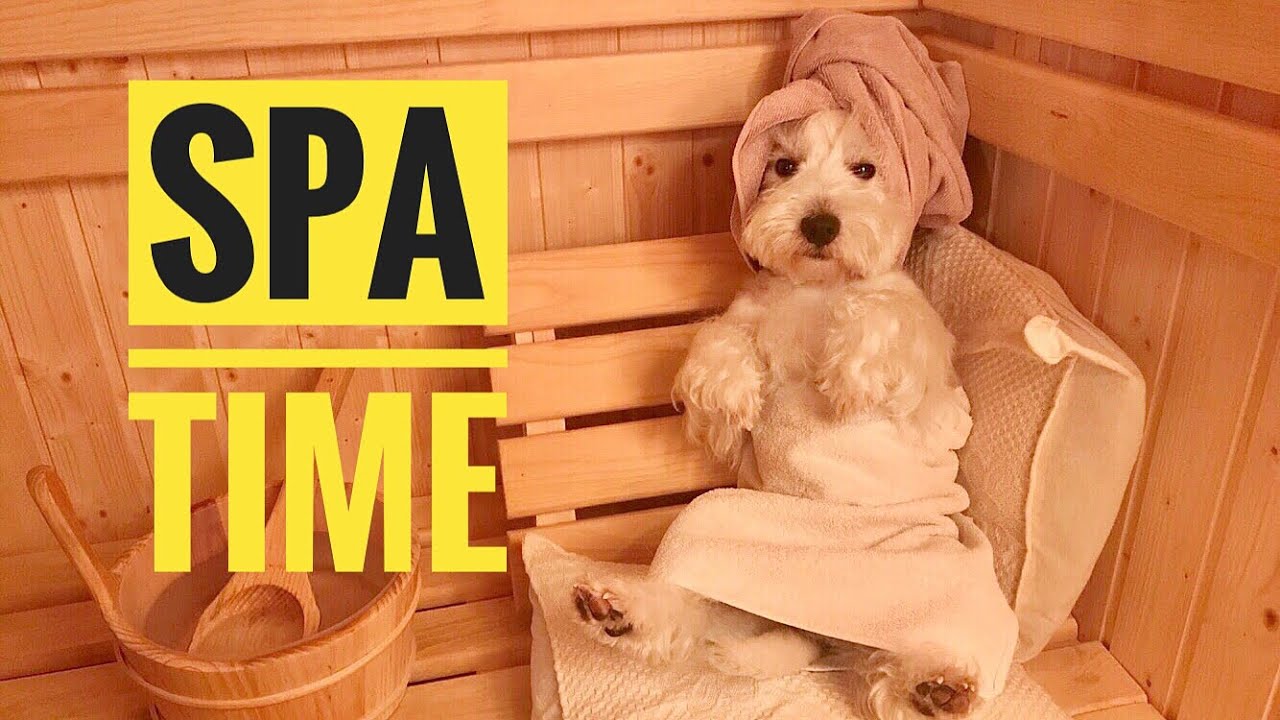 Can Pets Use Saunas? A Veterinary-Informed Guide to Heat Therapy and Animal Safety