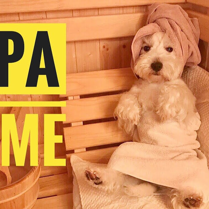 Can Pets Use Saunas? A Veterinary-Informed Guide to Heat Therapy and Animal Safety